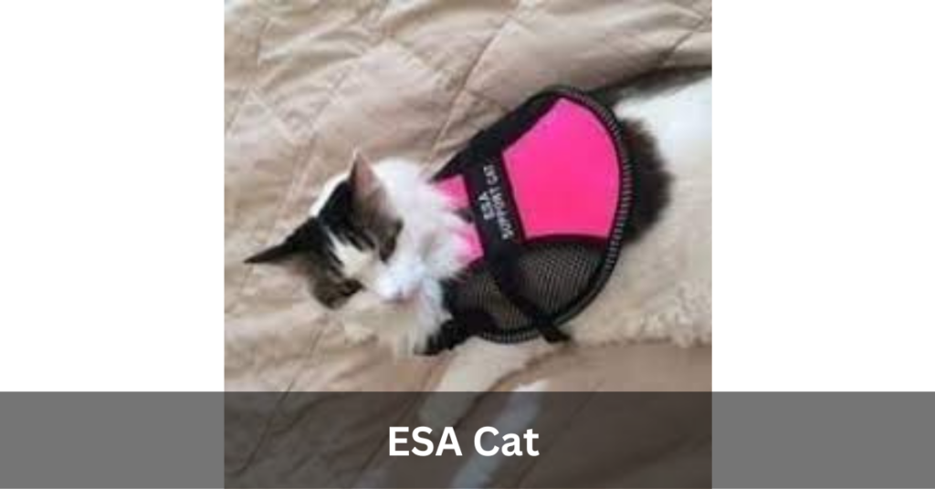 ESA Cat