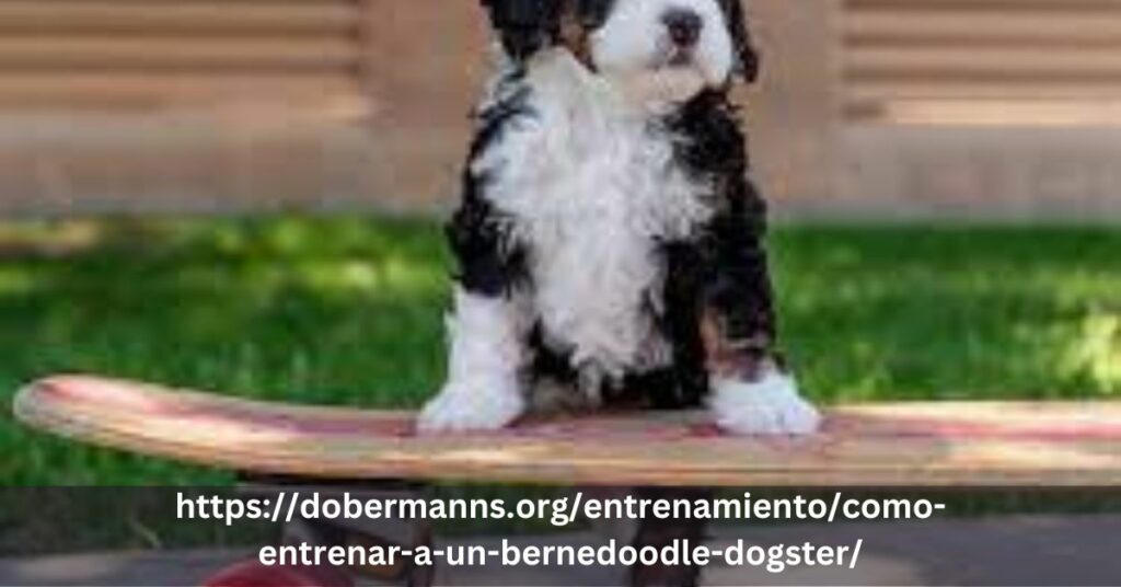 https://dobermanns.org/entrenamiento/como-entrenar-a-un-bernedoodle-dogster/